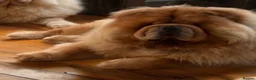 Chow Chow dogs for sale: Beautiful chow chow puppies  - Advert 9