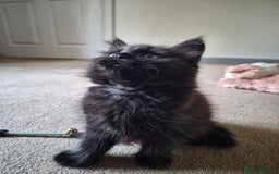 Mixed Breed cats for sale: Female Black Kittens - Image 4