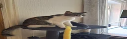 Mixed Breed cats for sale: 2 adorable kittens - Advert 1