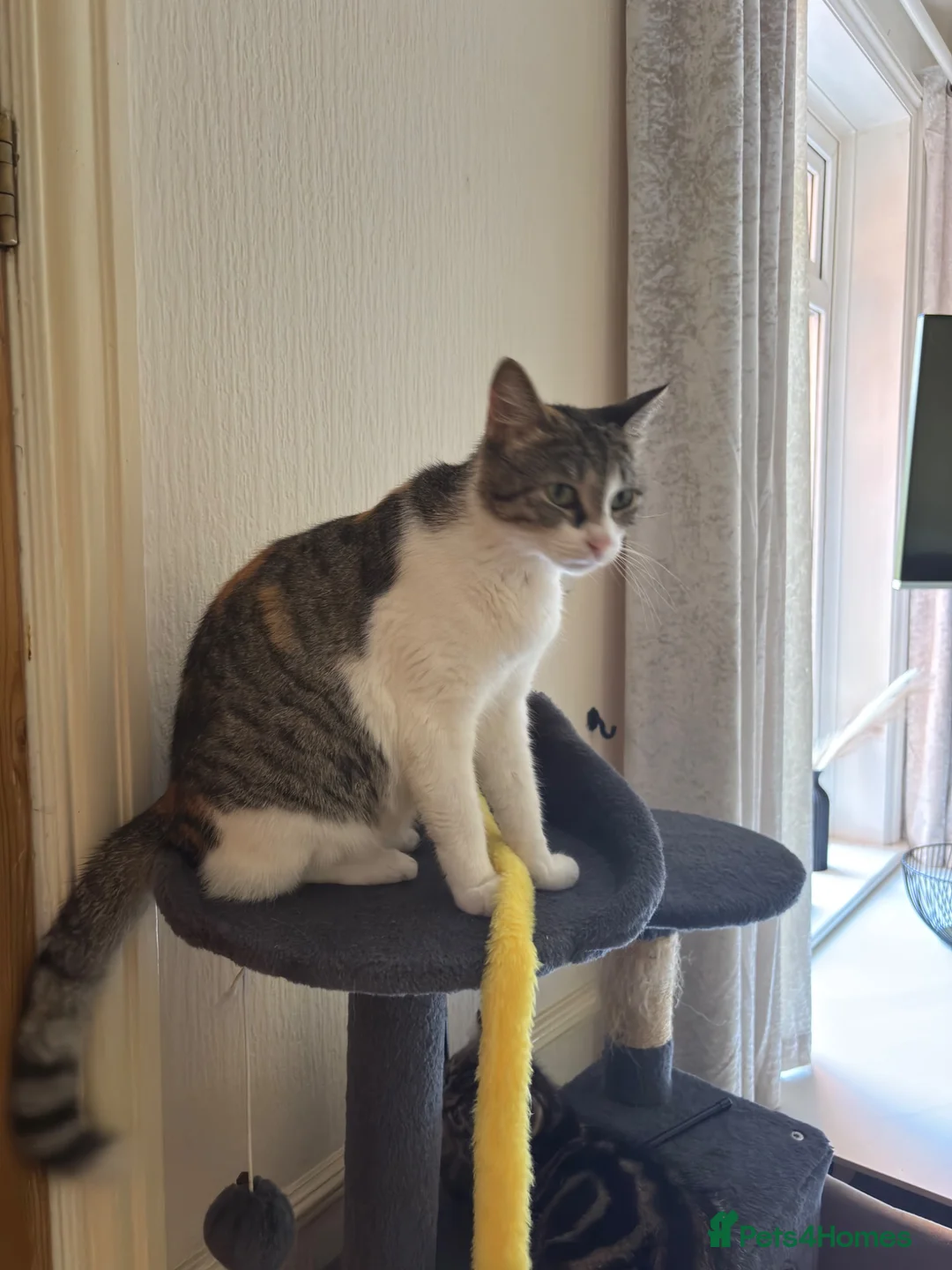 Mixed Breed cats for sale: 2 adorable kittens - Advert 1