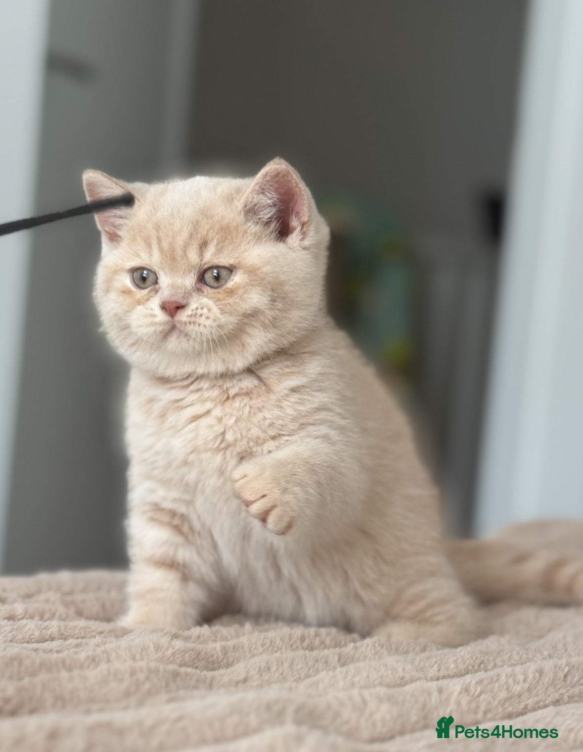 British Shorthair cats TICA CH Parents beautiful cream kitten male . - Advert 3