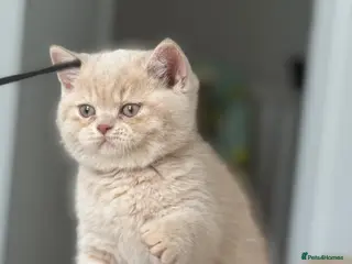 British Shorthair cats TICA CH Parents beautiful cream kitten male . - Advert 3