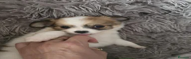 Chihuahua 1