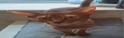 Abyssinian cats for sale: Abyssinian boy looking for a new home - Advert 3