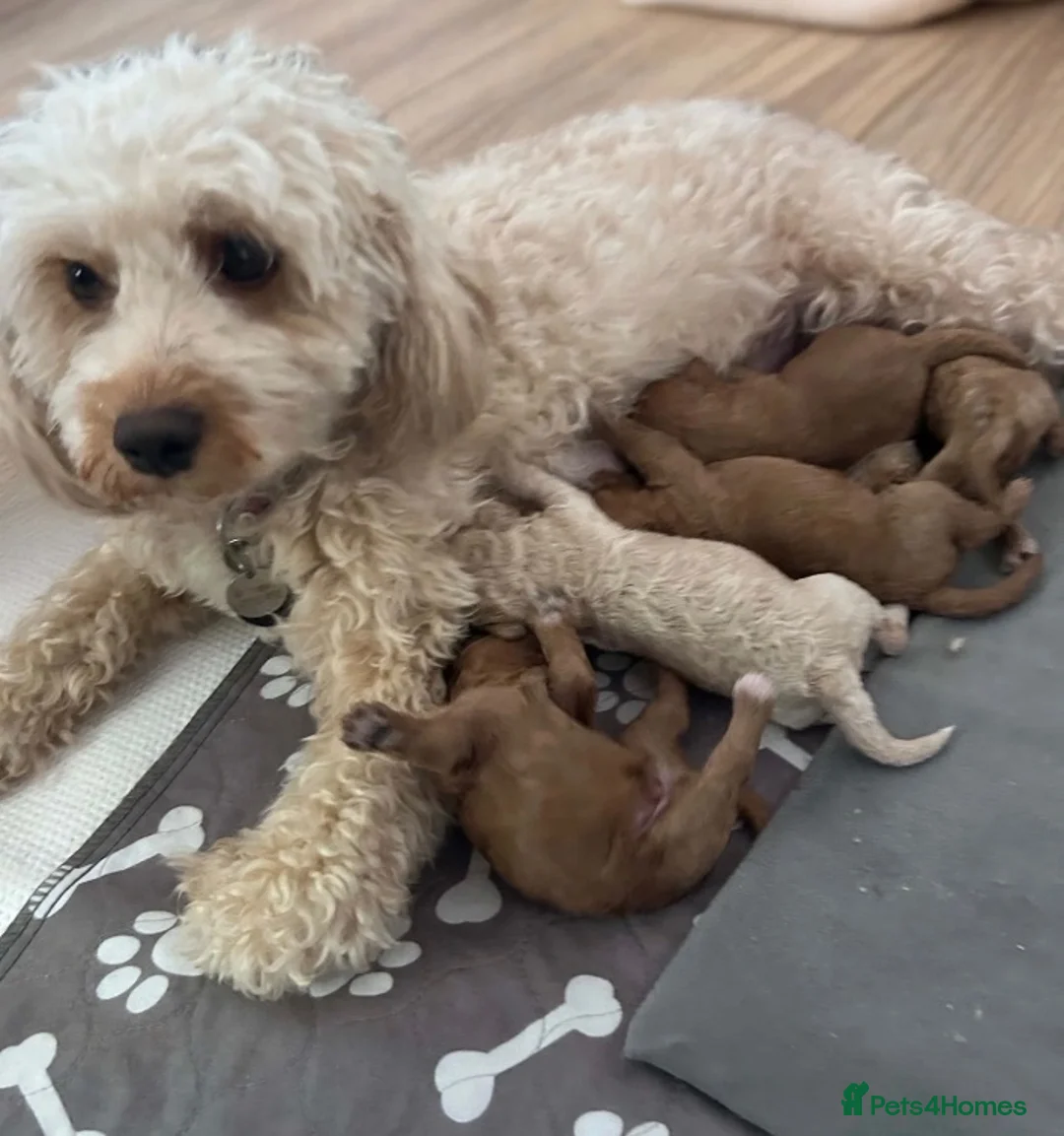 Cavapoochon dogs for sale: Health Tested Parents Cavapoochon Pups - Advert 6