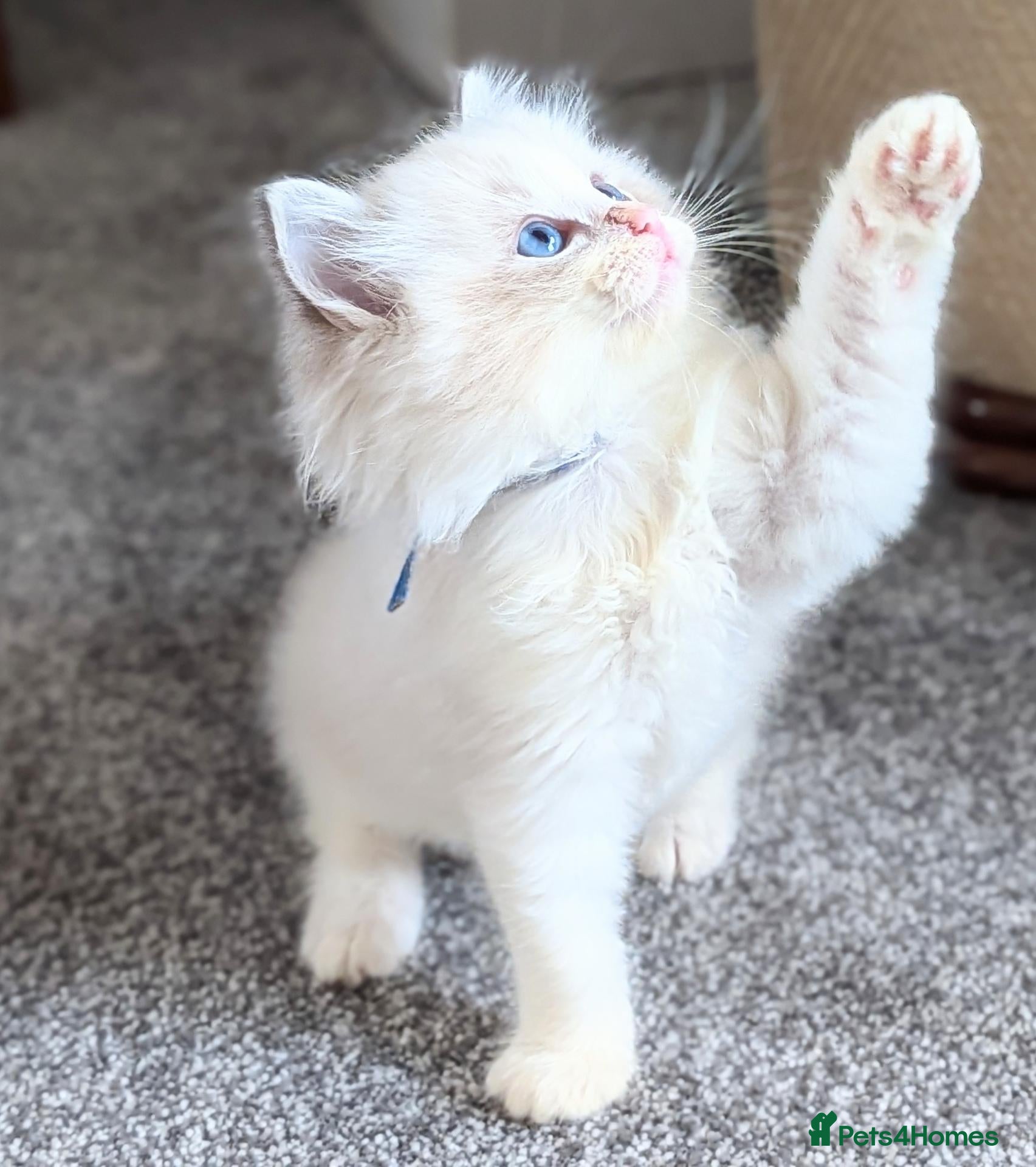 Ragdoll cats 🏆 GCCF Champion Ragdolls • Active Considered - Advert 2