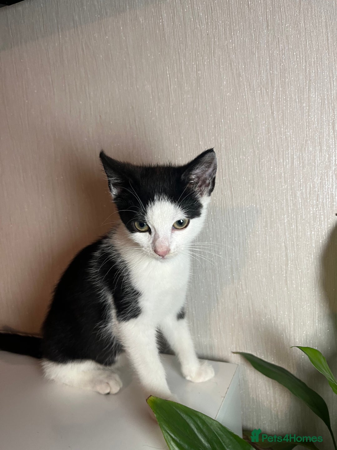 Ocicat cats for sale: Kitten for sale - Image 5