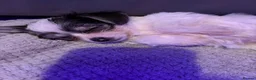 Mixed Breed dogs for sale: Chorkie pups  - Advert 7