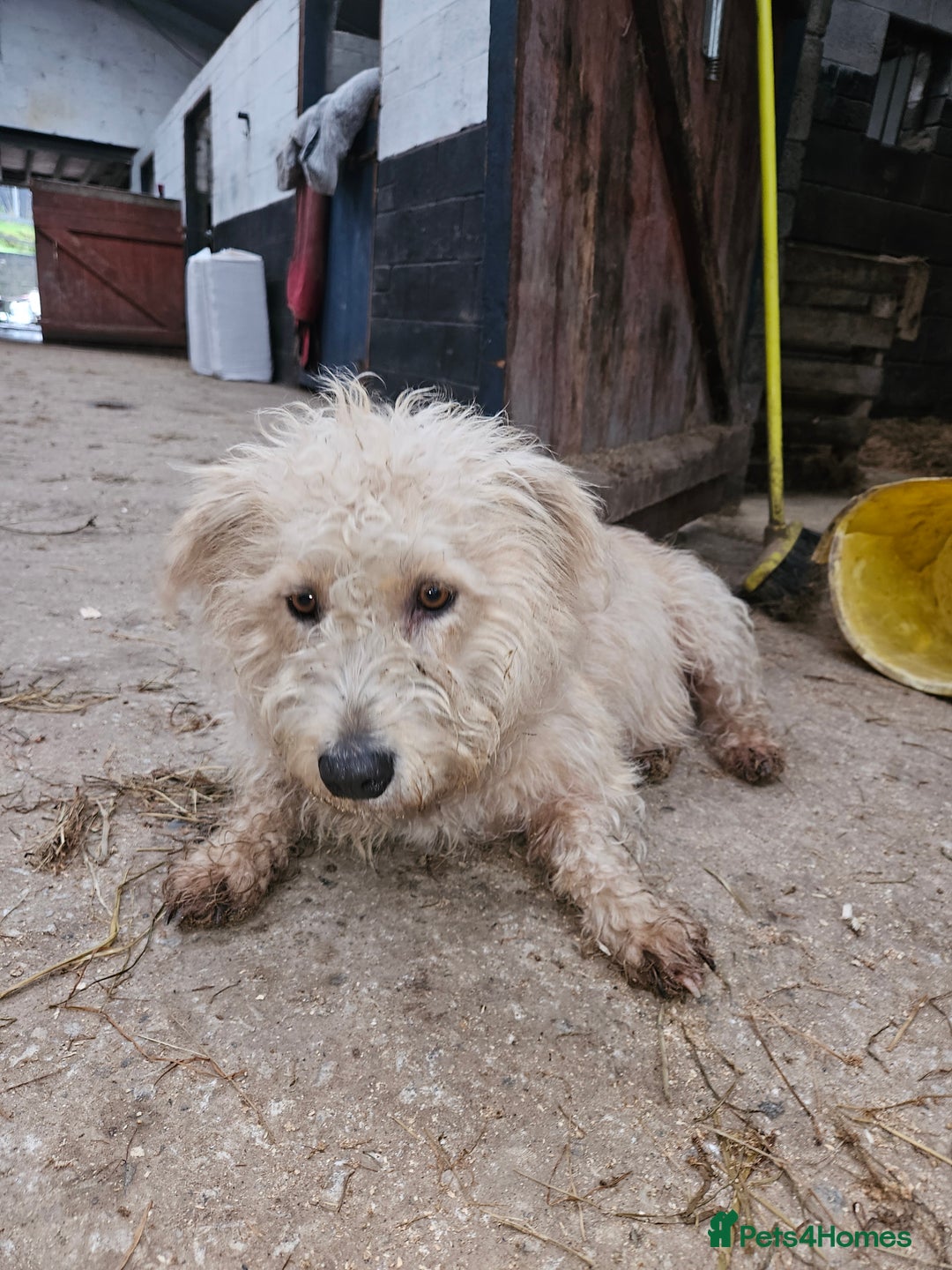 Glen of Imaal Terrier dogs for sale: Maximum dog in minimum frame! - Advert 7