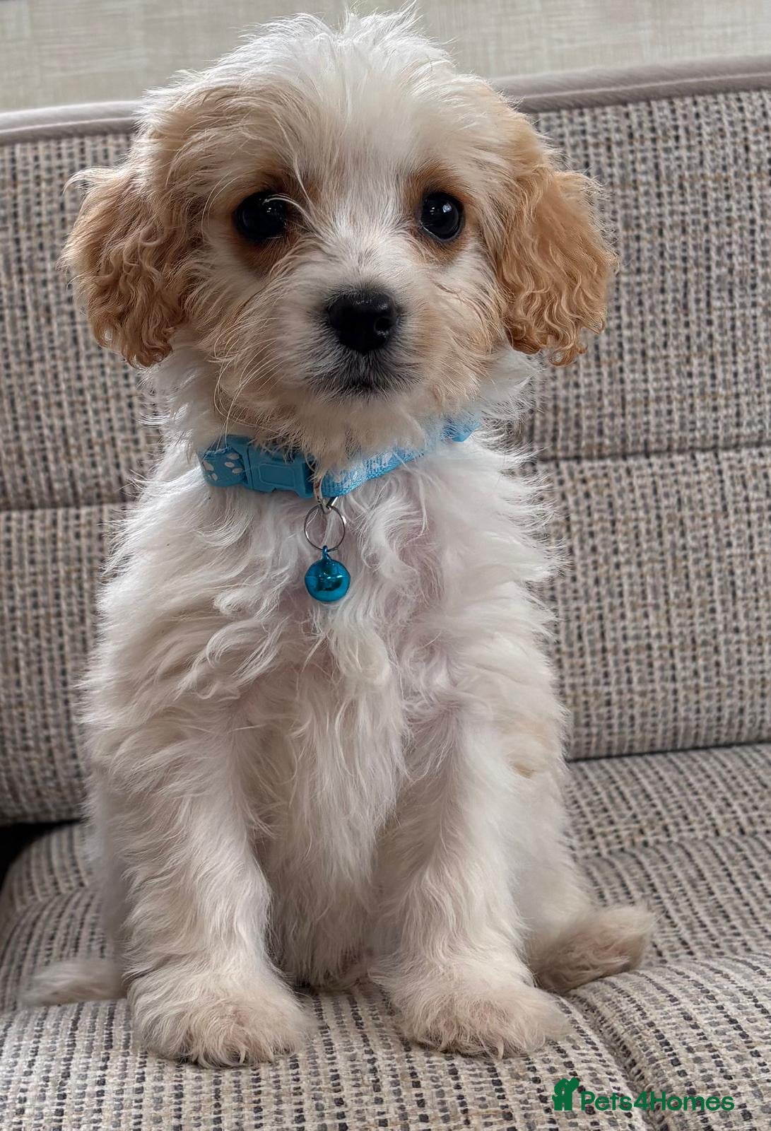 Cavapoo dogs F1b Cavapoo puppies! - Advert 14