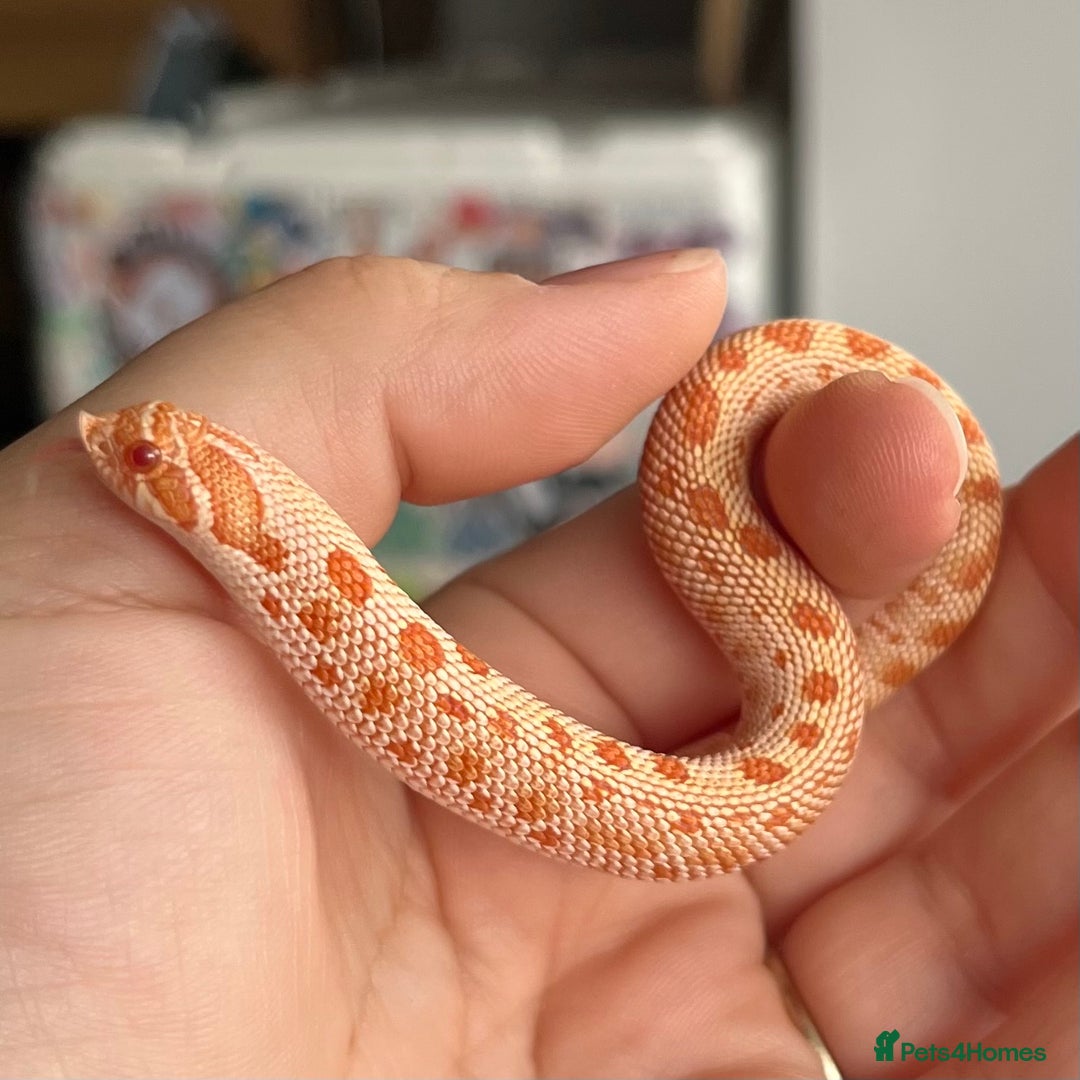 Snake reptiles for sale: Various Western Hognoses - Advert 11