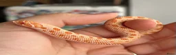 Snake reptiles for sale: Various Western Hognoses - Advert 12