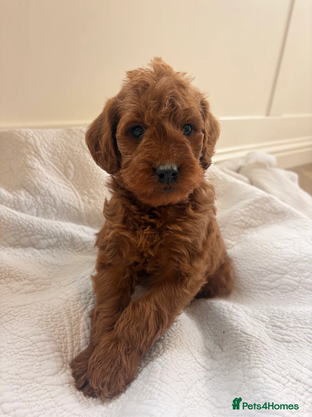 Labradoodle dogs for sale: LICENSED BREEDER QUALITY MINI LABRADOODLES - Advert 20