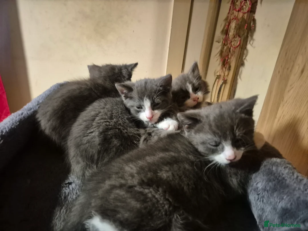 Russian Blue cats for sale: 1 Male Russian Blue X  - Advert 6