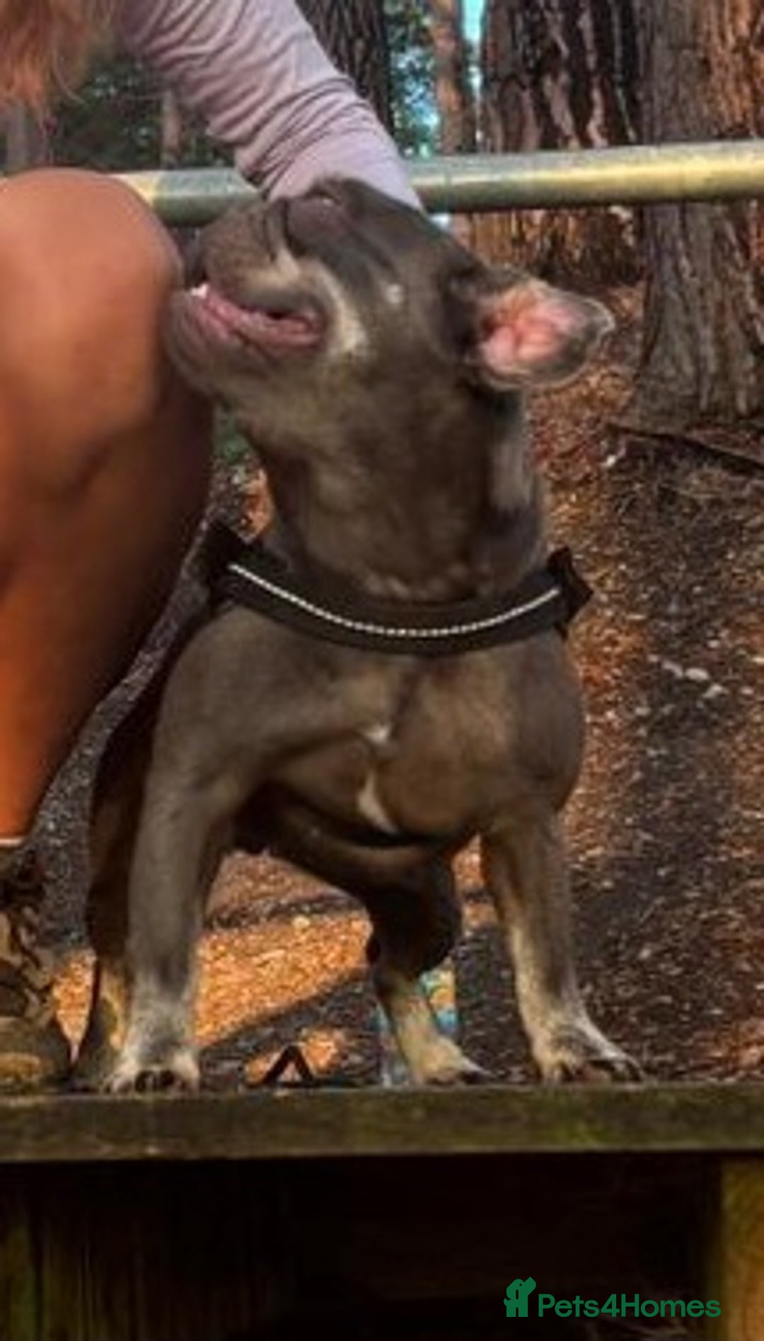 Frug dogs for sale: Peggy the Frug. 1.5years old. - Image 2