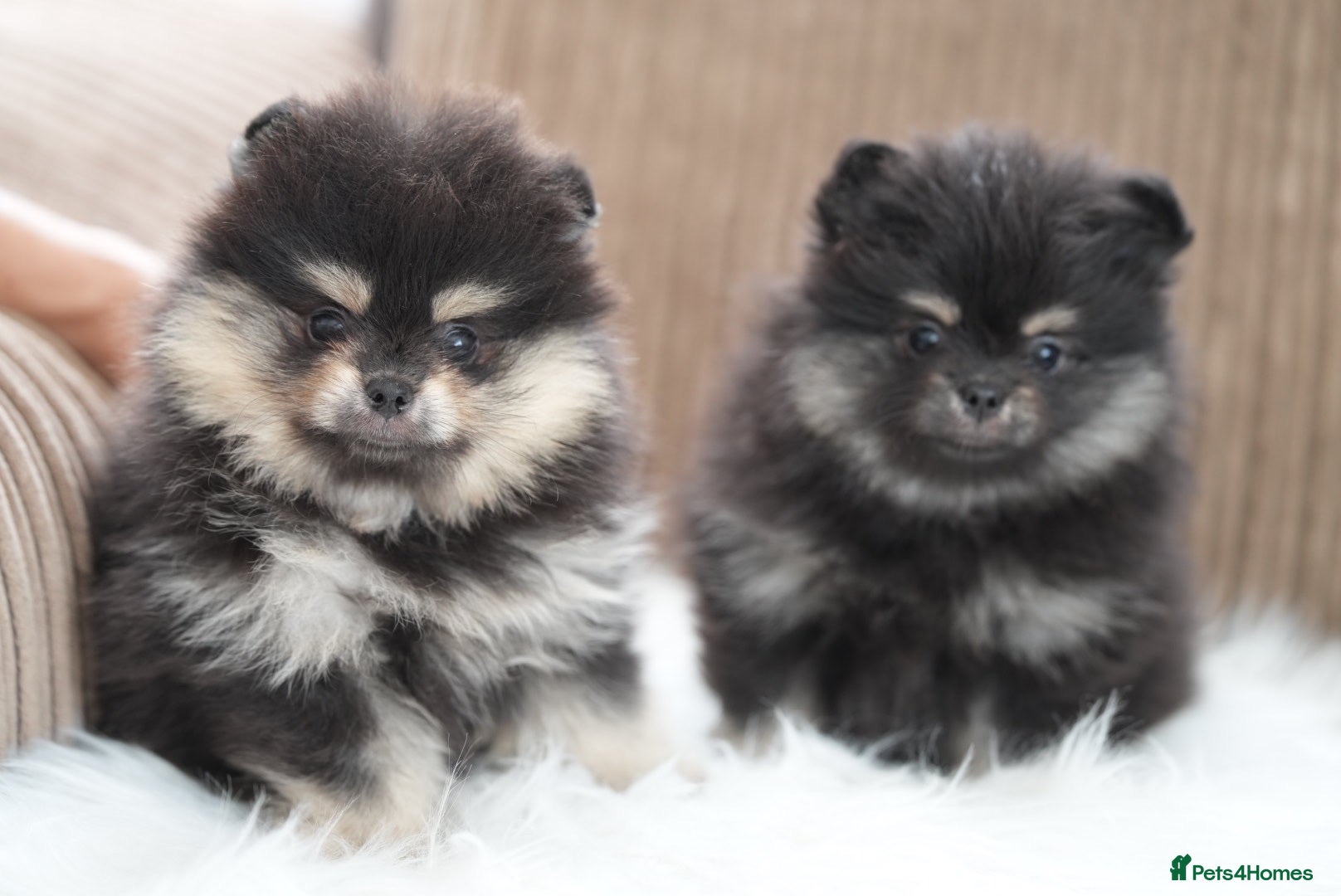 Pomeranian dogs KC Registered Boys and Girls - Advert 6