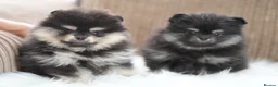 Pomeranian dogs for sale: Only one girl left from KC Registered Litter - Advert 2