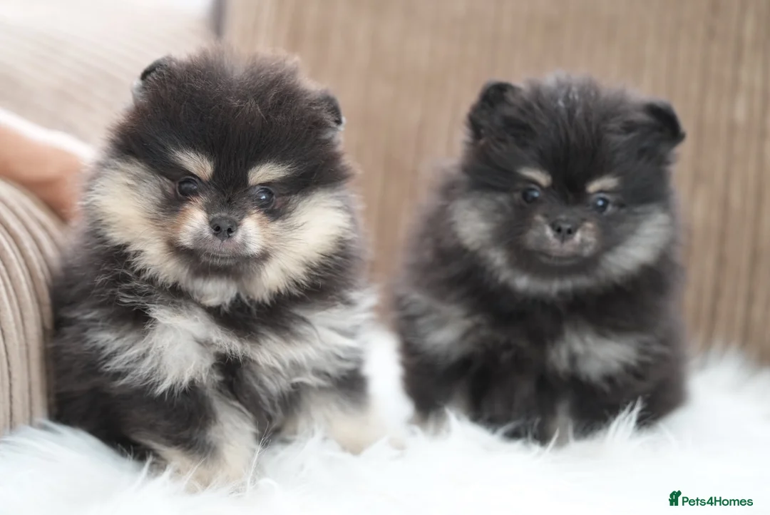 Pomeranian dogs for sale: Only one girl left from KC Registered Litter - Advert 2