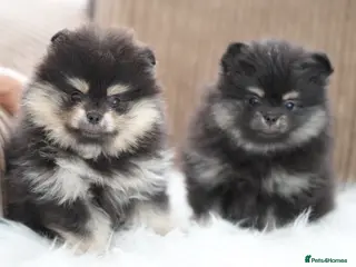 Pomeranian dogs KC Registered Boys and Girls - Advert 6