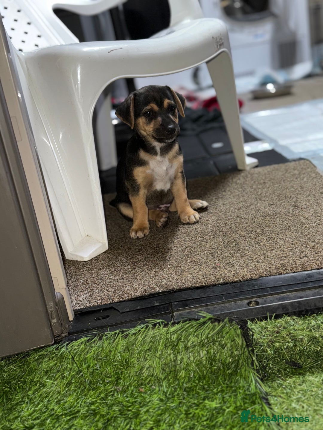 Jack Russell dogs for sale: 🐾Jack Russell Puppies🐾 - Image 6