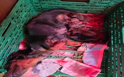 Dachshund dogs for sale: Dachshund  - Image 4