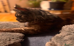 Maine Coon cats for sale: Loving Retired queen Main Coon - smoky black  - Image 2
