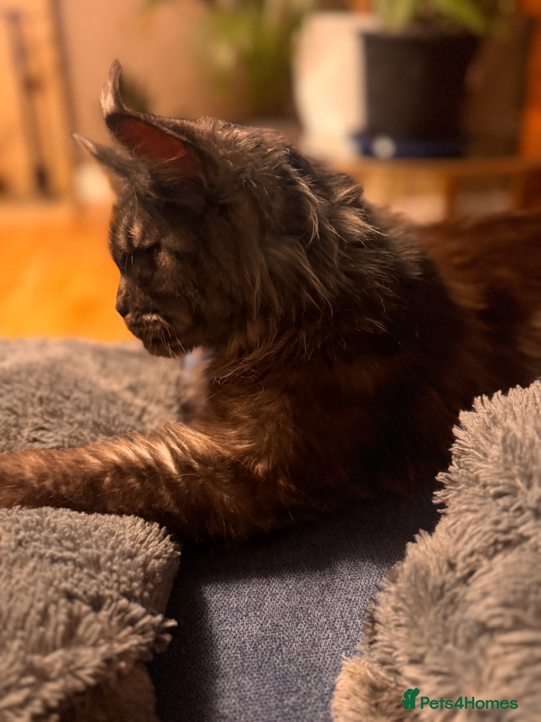 Maine Coon cats for sale: Loving Retired queen Main Coon - smoky black  - Image 2
