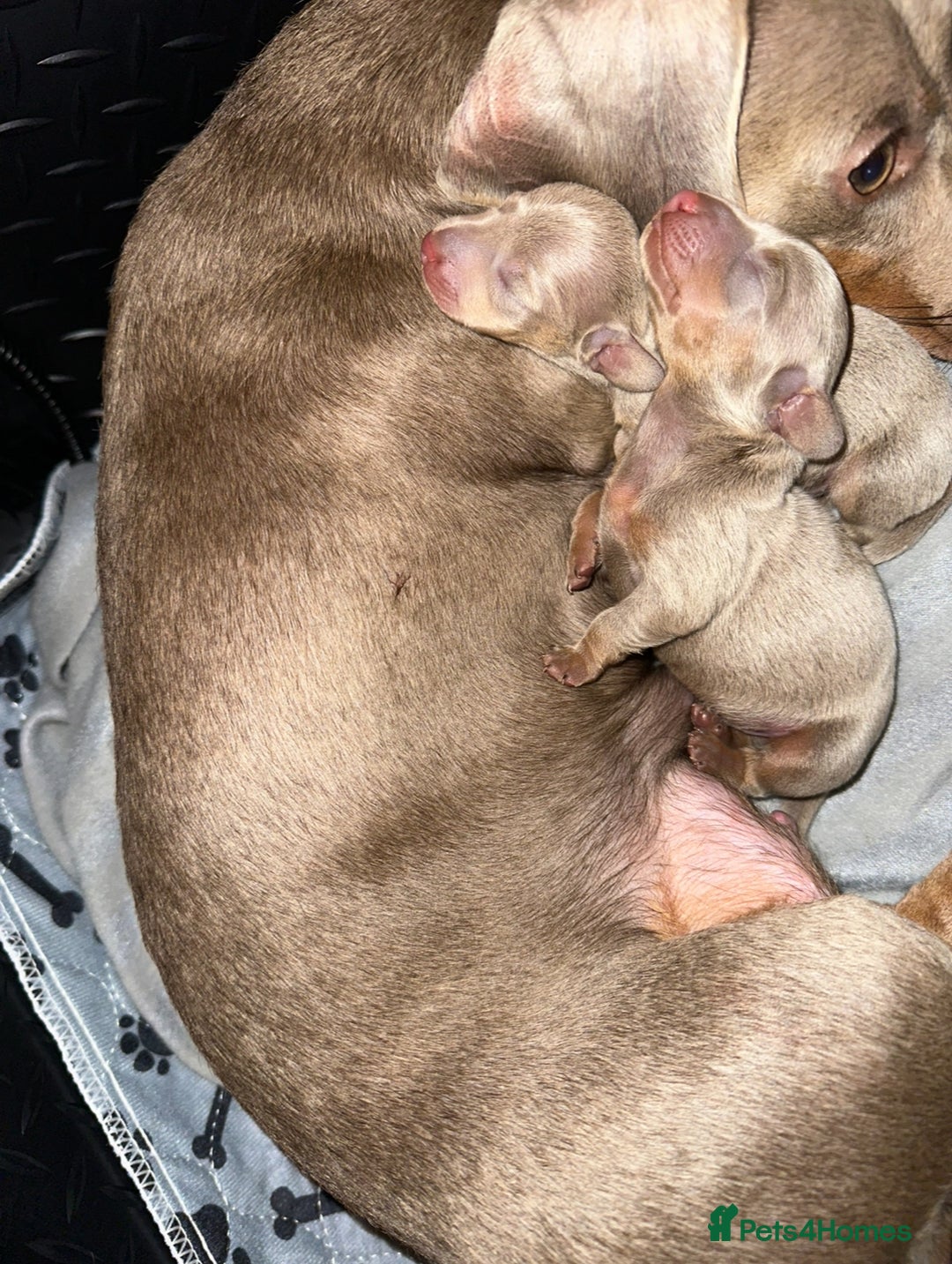 Miniature Dachshund dogs for sale: 🐾 Miniature Dachshund Puppies Isabella & Tan Boys - Image 8