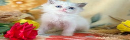 Ragdoll cats for sale: TICA Registered EU famous R bloodline  - Advert 3