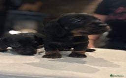 Miniature Dachshund dogs for sale: Miniature smooth hair dachshunds - Image 11