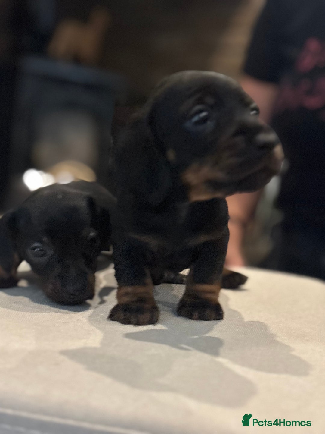 Miniature Dachshund dogs for sale: Miniature smooth hair dachshunds - Image 11