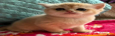British Shorthair lilac golden Kitten 