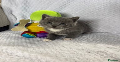 British Shorthair cats - Advert 4