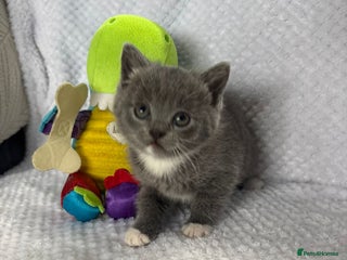 British Shorthair cats - Advert 8