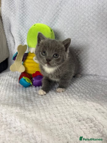 British Shorthair cats - Advert 6