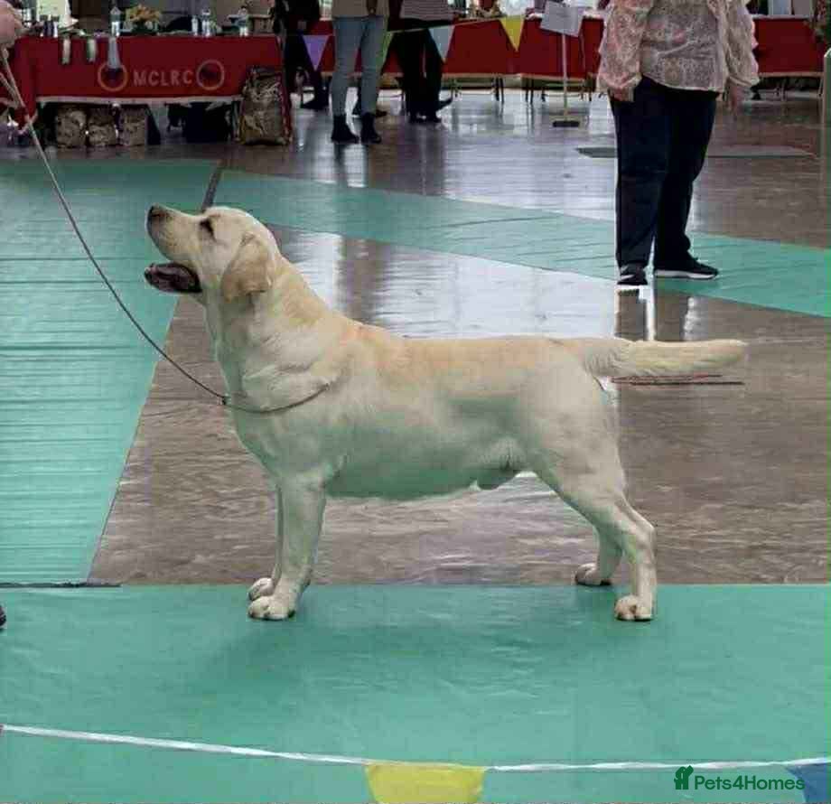 Labrador Retriever dogs Top Class Show Labrador For Stud - Advert 4