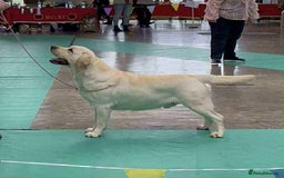 Labrador Retriever dogs for stud: Top Class Show Labrador For Stud - Image 1