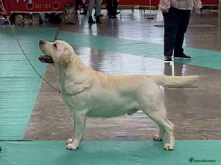 Labrador Retriever dogs Top Class Show Labrador For Stud - Advert 11