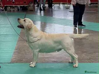 Labrador Retriever dogs Top Class Show Labrador For Stud - Advert 7