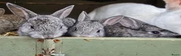 Mixed Breed rabbits for sale: A few breeds and age of rabbits  - Advert 2