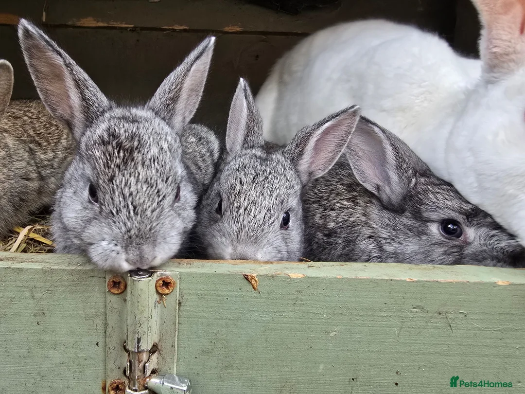 Mixed Breed rabbits for sale: A few breeds and age of rabbits  - Advert 2
