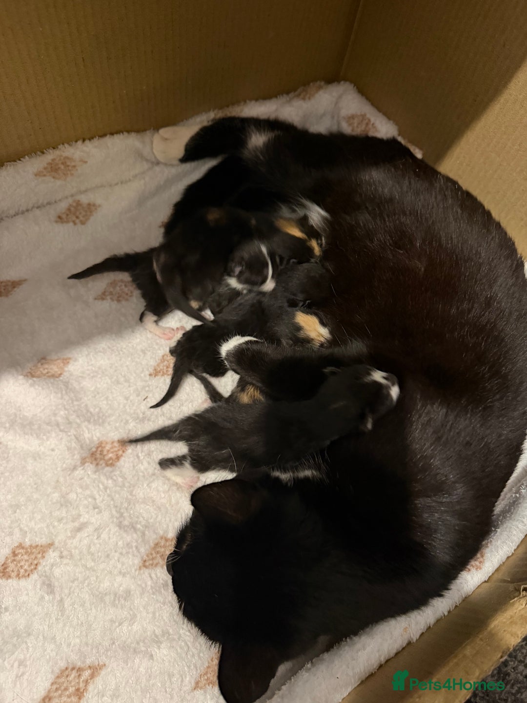 Mixed Breed cats for sale: Tuxedo and tabby kittens ready 2 February  - Advert 4