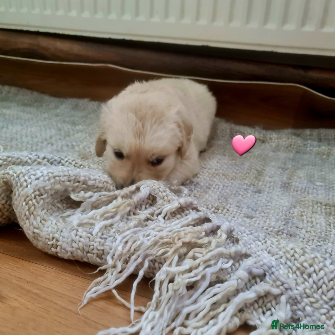 Golden Retriever dogs for sale: 💫💫💫 All puppies are reserved 💫💫💫 in Saint Helens - Image 19