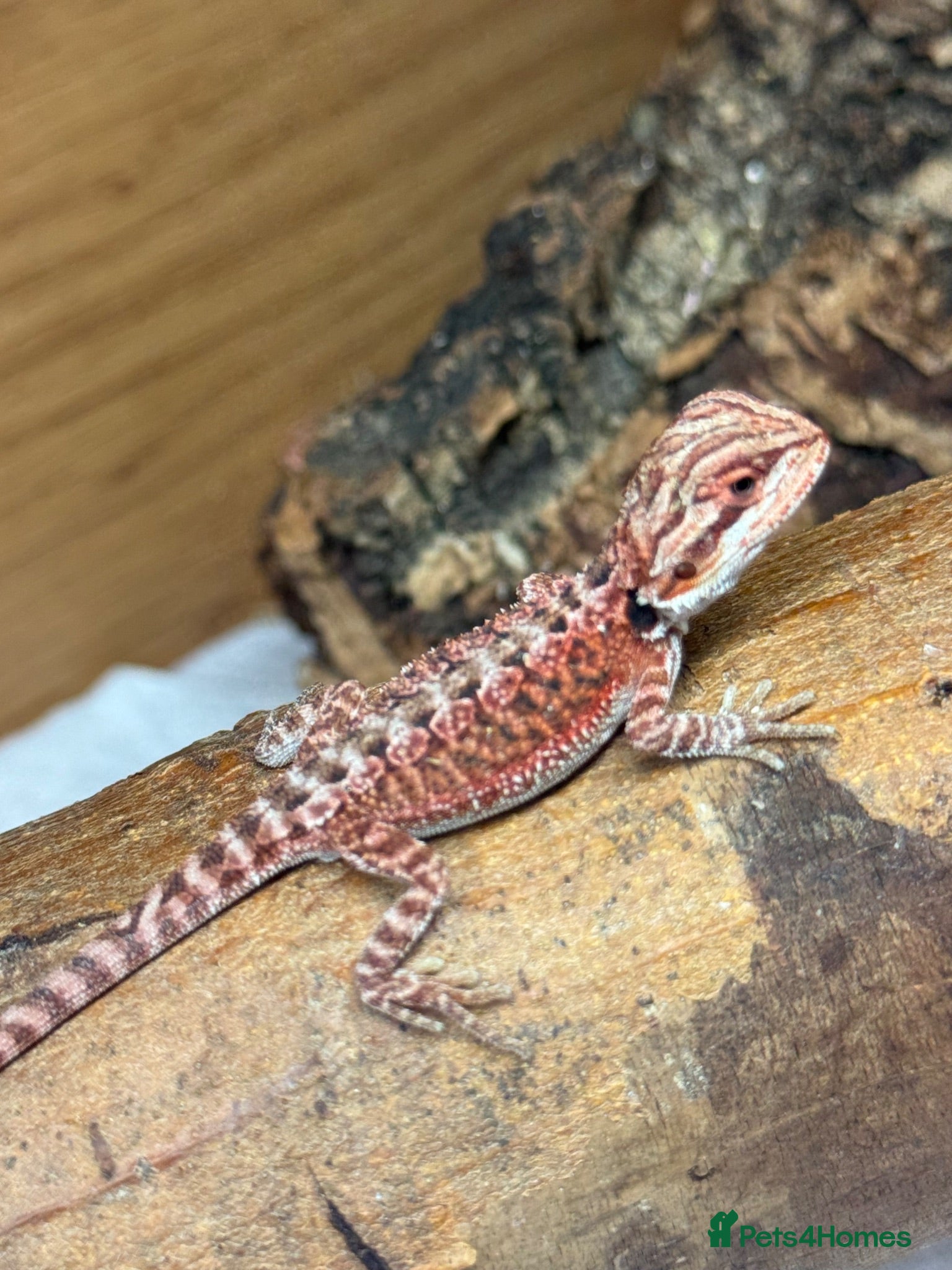 Bearded Dragon reptiles 💥💥💥Baby Dragons - back by popular demand 💥💥💥 - Advert 1
