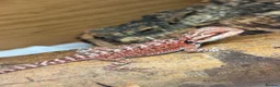 Bearded Dragon reptiles for sale: 💥💥💥Baby Dragons - back by popular demand 💥💥💥 - Advert 1