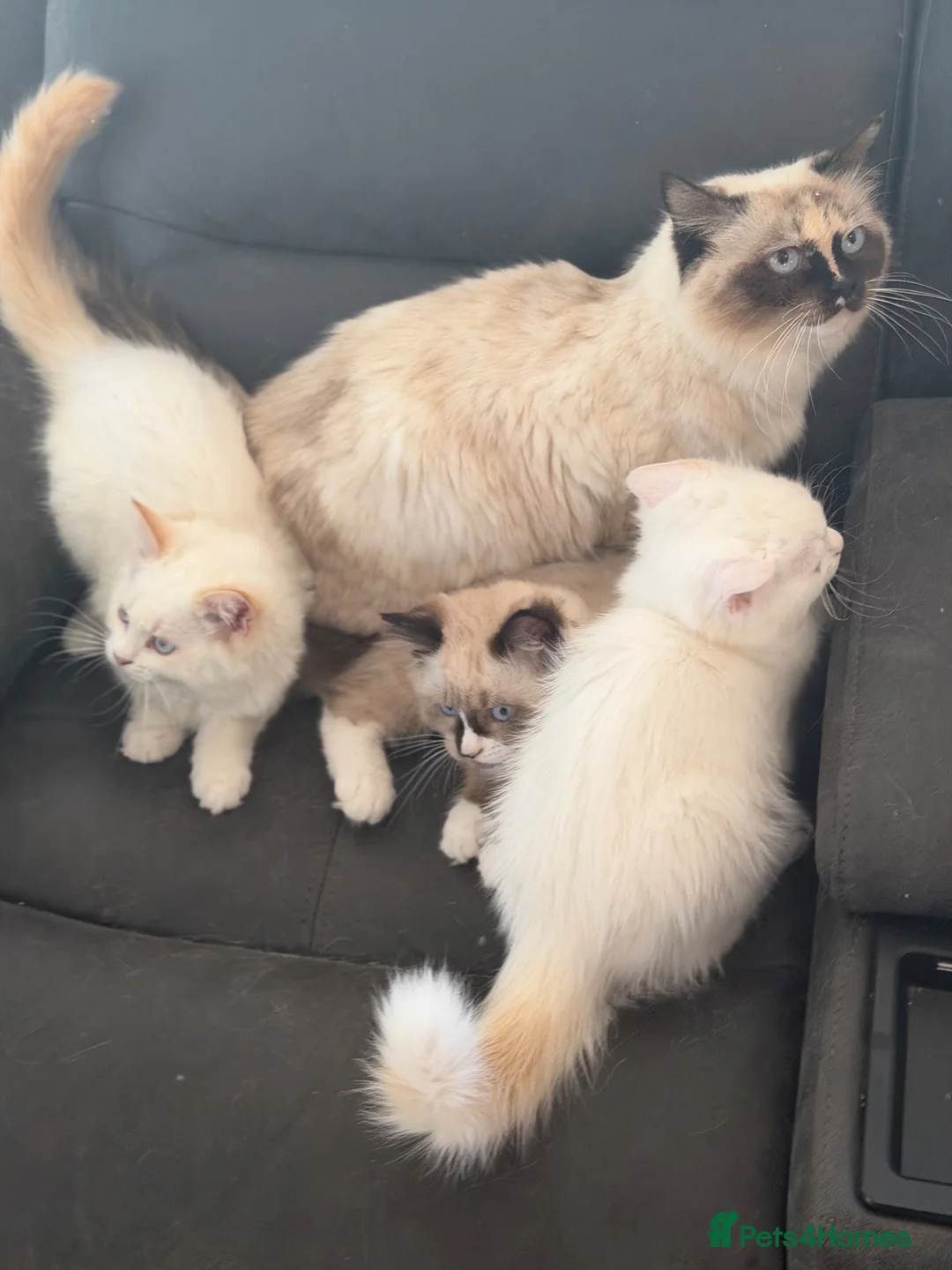 Ragdoll cats for sale: Super rare cute cuddly confident ragdoll kittens in Bexhill-on-Sea - Advert 1