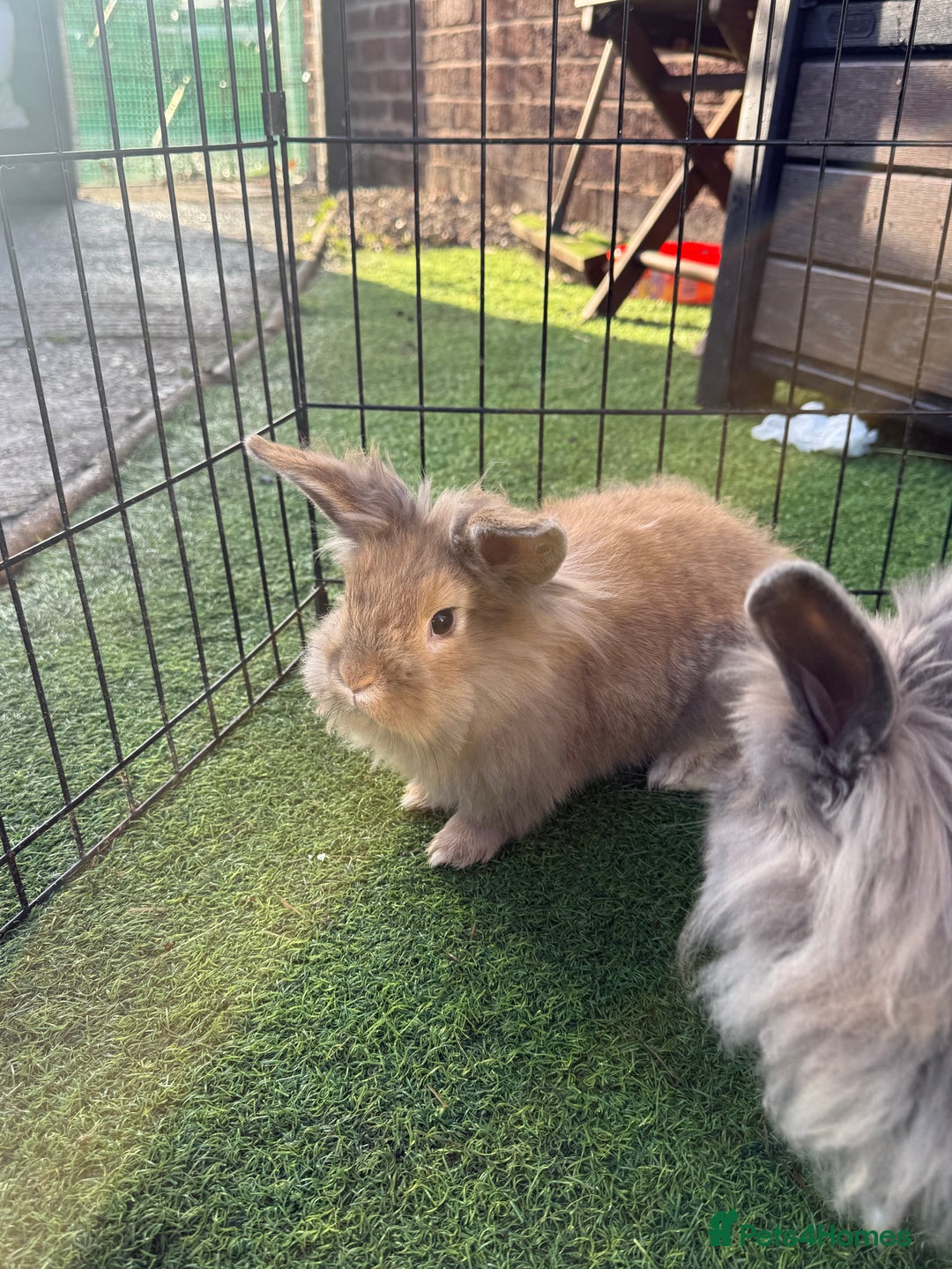Mixed Breed rabbits for sale: Baby rabbits ready now  - Advert 22