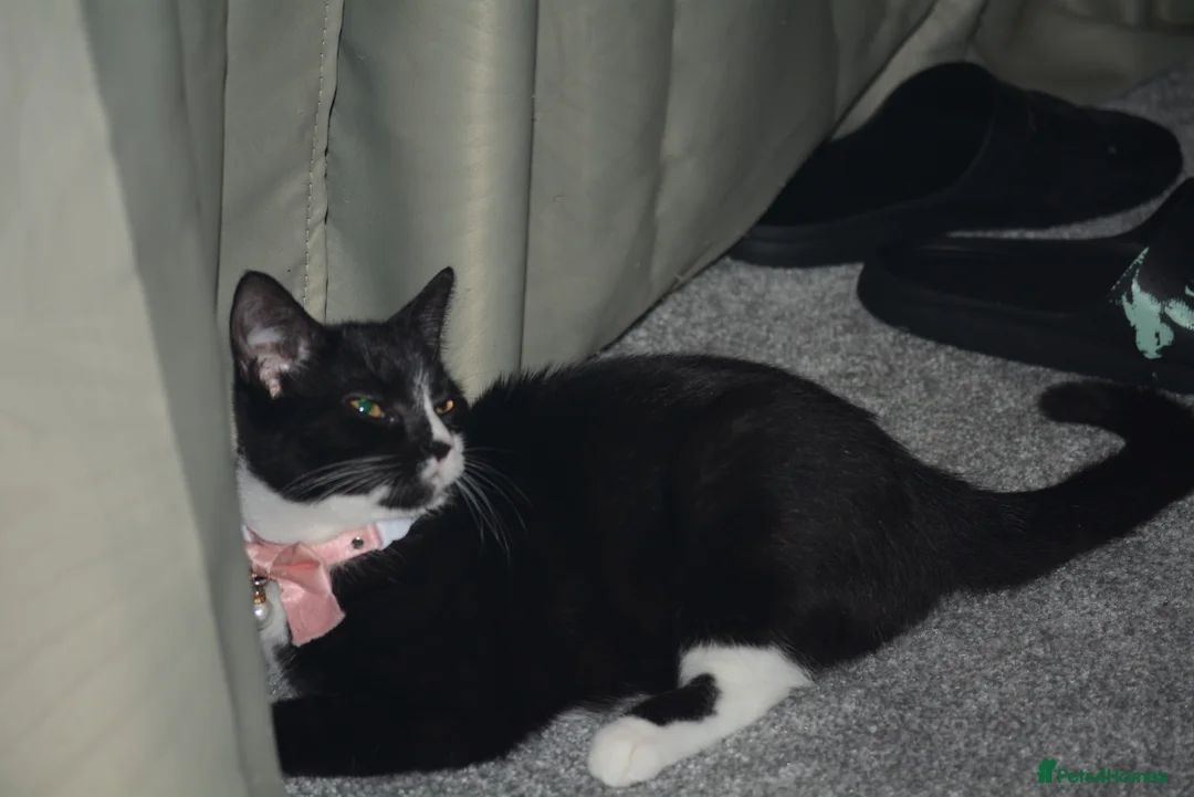 Mixed Breed cats for sale: Mixed Breed 7 month old Kitten available  in Reading - Advert 6