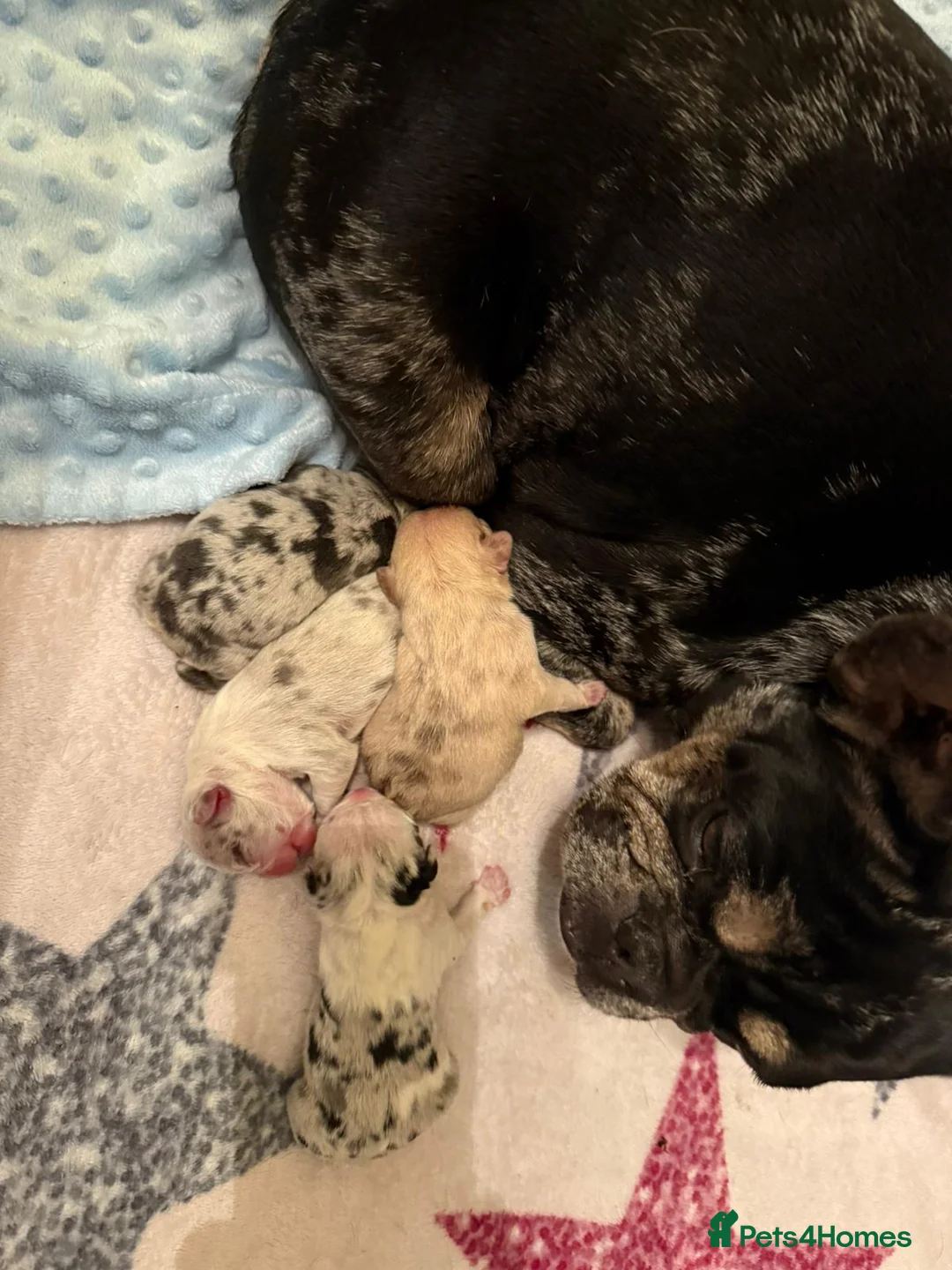 French Bulldog dogs for sale: Female french bulldog - Advert 13