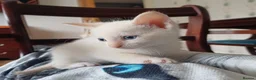 Mixed Breed cats for sale: Six boys and one girl😍😍😍 - Advert 20
